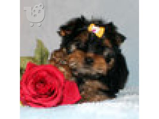 PoulaTo: mini yorkshire τεριέ,